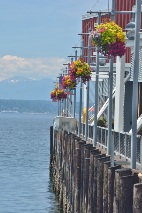 flowers along Elliott Bay